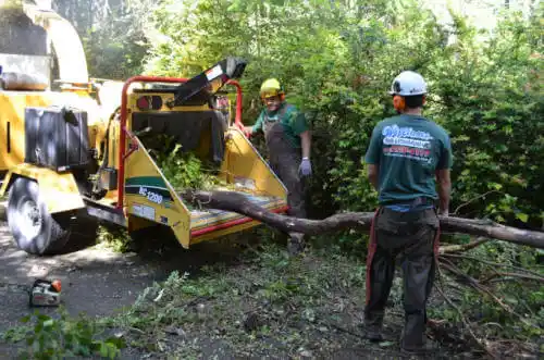 tree services Cedar Grove